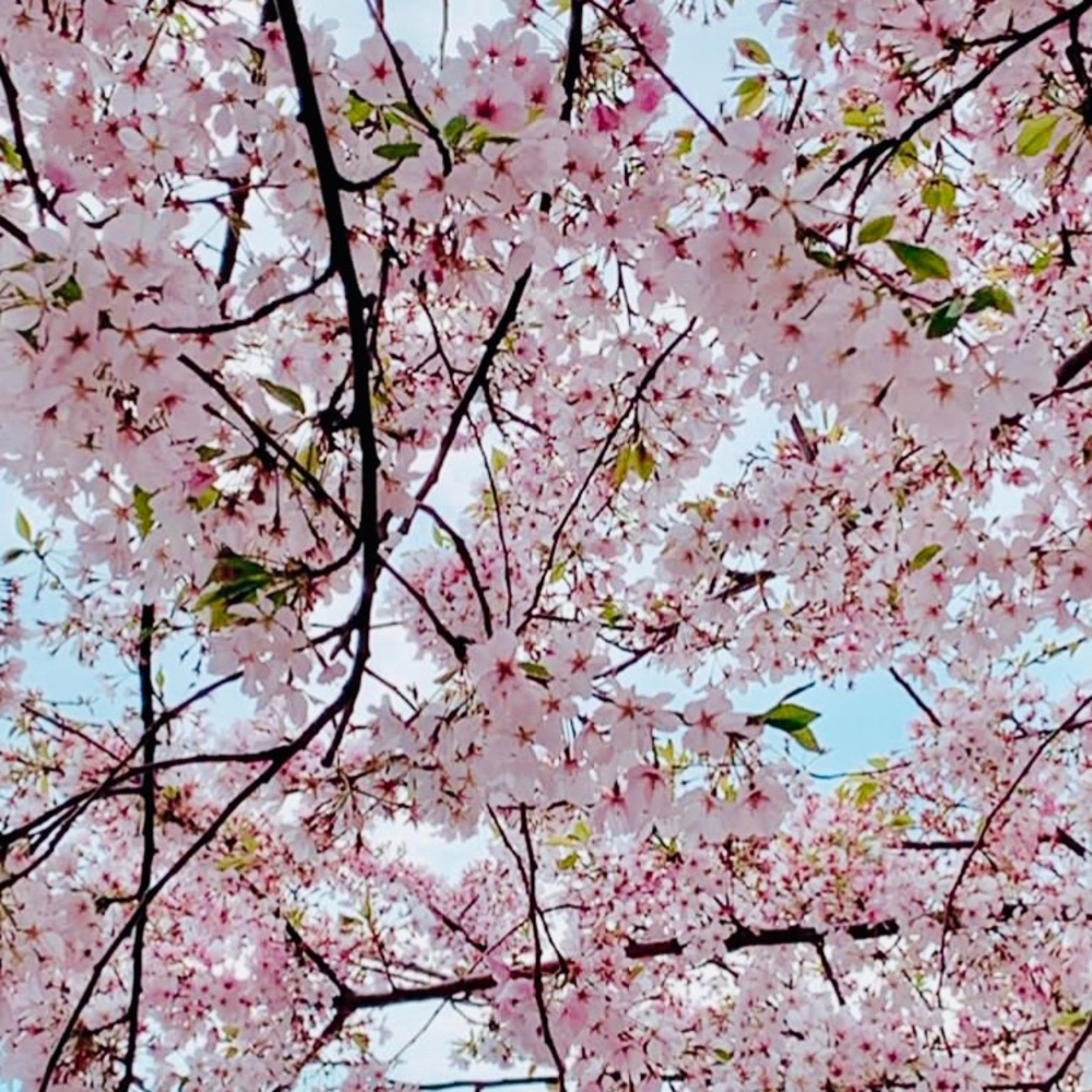 Meet your Posher, Nitya